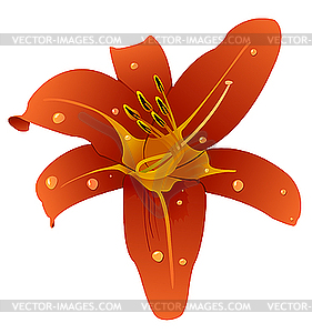 Beautiful orchid - vector clipart