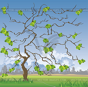 Spring trees - vector image
