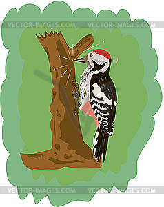 Woodpecker - vector clip art