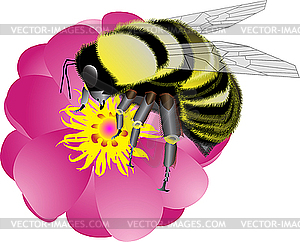 Bumblebee - vector image