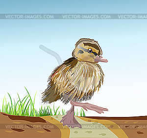 Duck on the road - vector clipart