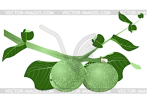 Green walnuts - vector clip art