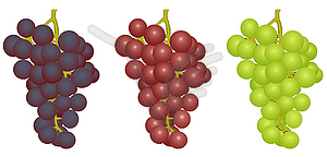 Grapes of different grades - vector image