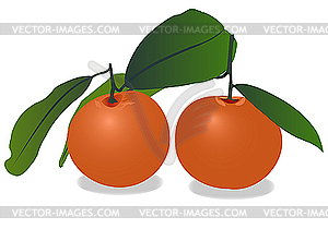 Orange fruits - vector image