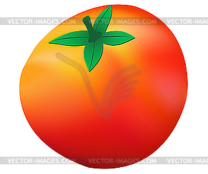 Ripe tomato - color vector clipart