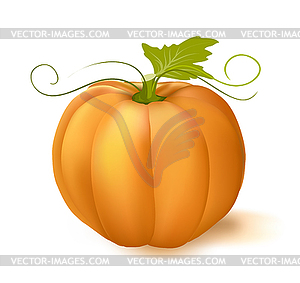 Pumpkin with leaf - vector clipart / vector image