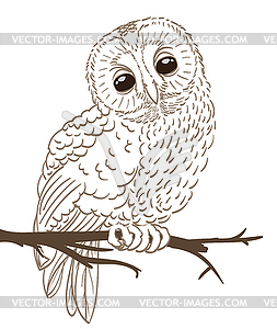 Owl sitting on twig hand drawing - vector clipart