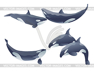 Set of cartoon killer whales show  - vector clipart