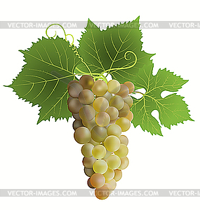 White grape - vector image