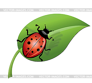 Ladybird on green leaf - vector clip art