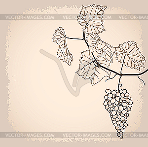 Grapevine - royalty-free vector clipart