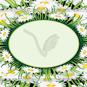 Camomile frame - vector image