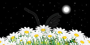 Chamomiles at night - vector image