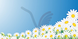 Chamomiles on blue - vector clipart