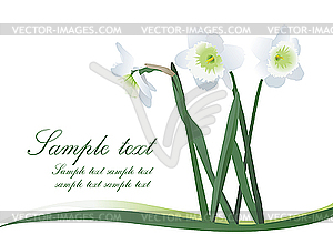 White flowers - vector image