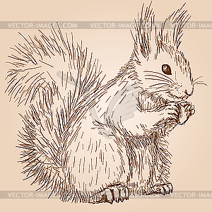 Squirrel - vector clipart