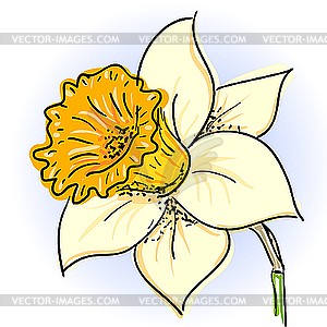 Daffodil (narcissus ) - vector clip art