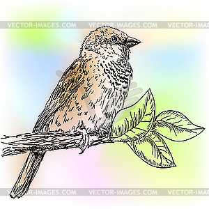 Sparrow - vector clipart