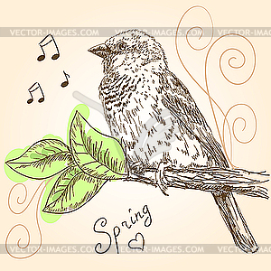 Sparrow bird sitting on branch - vector clip art