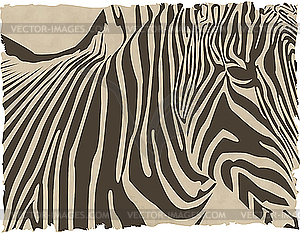 Zebra - vector image