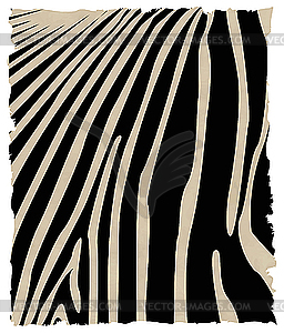 Zebra - vector clip art