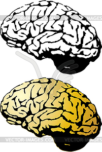 Human brain set - vector clipart