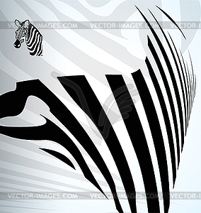 Zebra abstract background with text - vector image