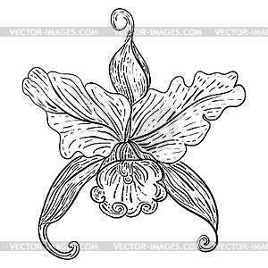 Floral design element - vector image