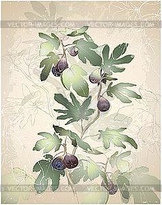 Figs on tree - vector clip art