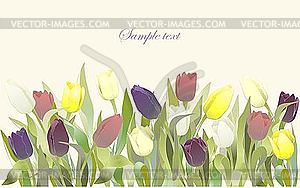 Greeting card with tulips - vector clip art