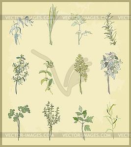 Сборник свежей зеленью. Иллюстрация пряными травами. - векторное изображение EPS