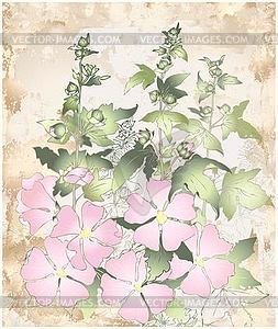 Pink flowers mallow with green leaves. Greeting card wi - color vector clipart