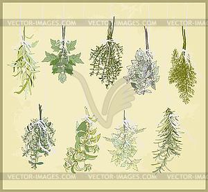 Spicy herbs. Collection of fresh herbs. Illustration sp - vector clipart