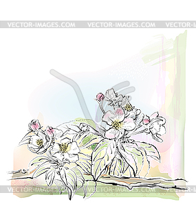 Sketch of apple tree in bloom - vector image