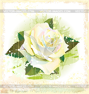 Vintage white rose - vector clip art