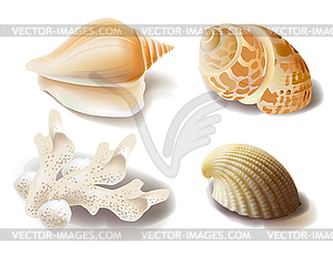 Set of seashells and coral - vector clipart