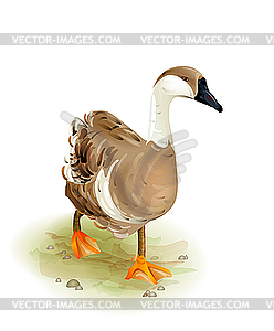 Walking domestic goose. Watercolor style - vector image