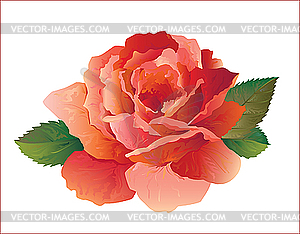 Red rose - vector image