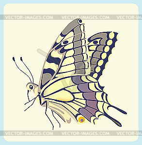 Papilio glaucus butterfly - vector clip art