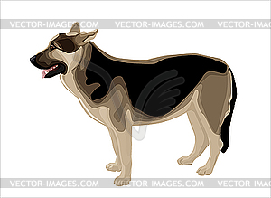 Shepherd dog - vector image