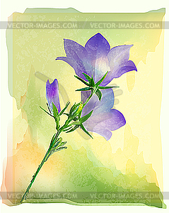 Bluebell flowers - vector clip art