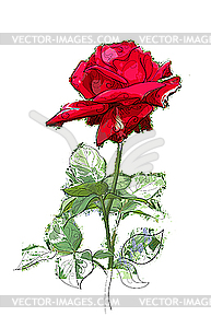 Red rose - color vector clipart