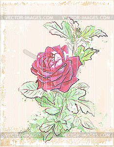 Vintage red rose - vector image