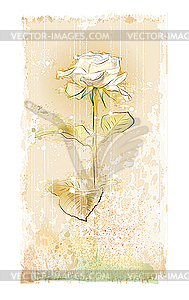 Vintage white rose - vector clip art