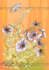 Petunias flowers - vector clipart