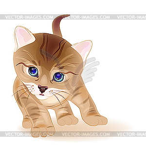 Ginger tabby kitten - vector image