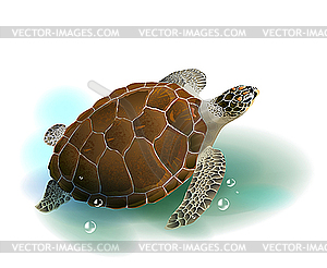 Sea turtle swimming in the ocean - vector image