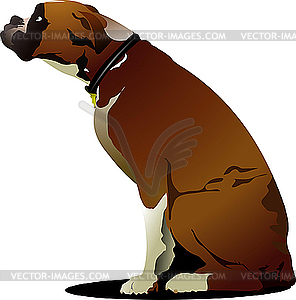 Sitting cute boxer dog. - vector image