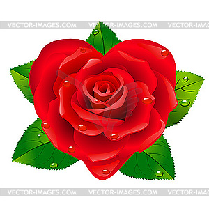 Красная роза в виде сердца - клипарт в векторе