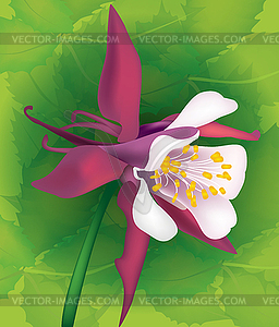 Flower aquilegia - vector image